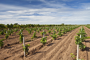 Young vines in vineyard at St Emilion in Bordeaux wine region of France