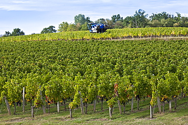 Vine tractor at work during vendange harvest in vineyard at St Emilion, Bordeaux wine region of France