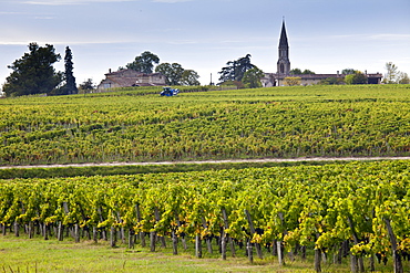 Vine tractor at work during vendange harvest in vineyard at St Emilion, Bordeaux wine region of France