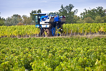 Vine tractor at work during vendange harvest in vineyard at St Emilion, Bordeaux wine region of France