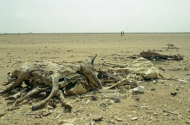 Drought scene - two men walking past the dried out carcasses of dead cattle in Burkina Faso (formerly Upper Volta)