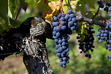 Merlot grapes at Chateau Beau-Sejour Becot, St Emilion in the Bordeaux wine region of France