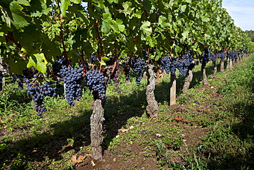 Merlot grapes at Chateau Beau-Sejour Becot, St Emilion in the Bordeaux wine region of France