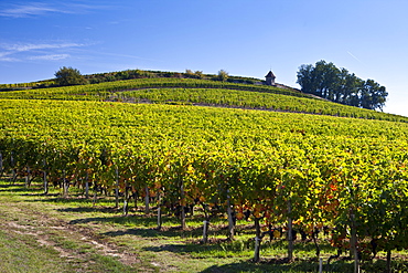 Vineyard on hill slopes at St Emilion in the Bordeaux wine region of France