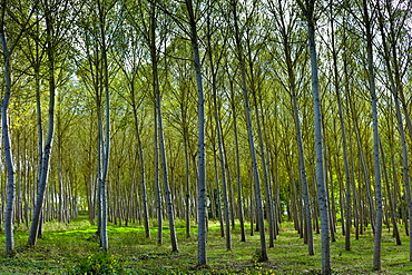 Grove of poplar trees at in the Bordeaux region of France