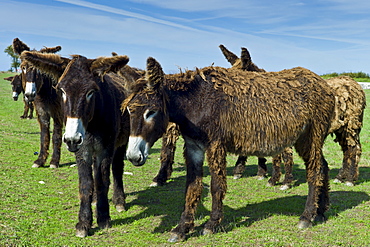 Donkeys shedding their winter coats in pasture at St Martin de Re, Ile de Re, France