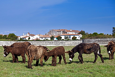 Donkeys and foals shedding their winter coats in pasture at St Martin de Re, Ile de Re, France