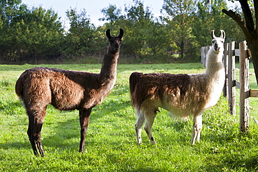 Pair of adult llamas, one male one female, at Ferme de l'Eglise, Normandy, France