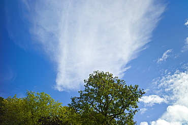 Cirrostratus, a form of Cirrus cloud, in blue sky