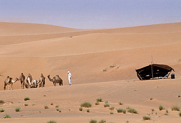 Camel herder and bedouin life in the desert at Al Ain in Abu Dhabi, United Arab Emirates