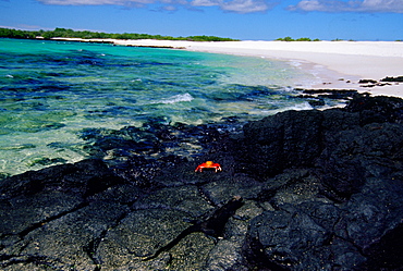 Sally Lightfoot crab on rocks,  Galapagos Islands, Ecuador