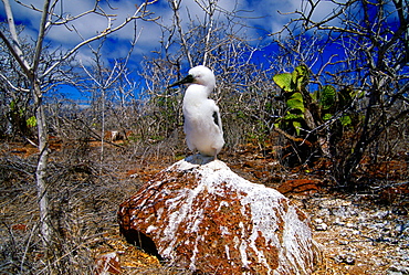 Juvenile Blue-footed Booby bird on the Galapagos Islands