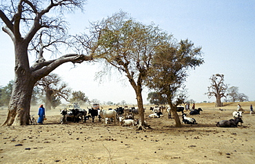 Local people tend cattle in the Sahara Desert in Upper Volta, now named Burkina Faso