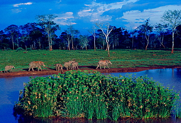 Elephants at a water hole at Treetops Game Reserve in Kenya, East Africa