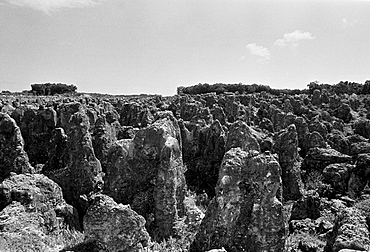 Worked out phosphate (fertiliser) fields of bird guano organic waste on the island of Nauru in the South Pacific