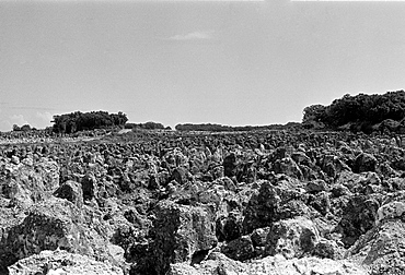 Worked out phosphate (fertiliser) fields of bird guano organic waste on the island of Nauru in the South Pacific