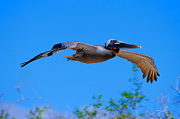 Brown Pelican bird in flight in clear blue sky, Galapagos Islands, Ecuador