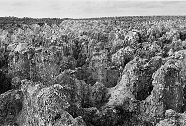 Worked out phosphate (fertiliser) fields of bird guano organic waste on the island of Nauru in the South Pacific