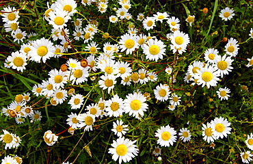 Daisies, North Island, New Zealand