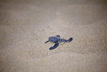 Loggerhead sea turtle, Caretta caretta, on the beach in Northern Cyprus