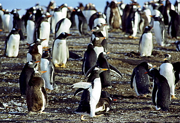 Gentoo penguins, Pygoscelis papua, on the beach at Sea Lion Island in The Falkland Isles