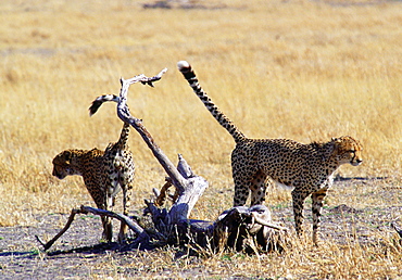 Cheetas scent marking their territory, Moremi, Botswana, Southern Africa