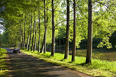 French saloon car in tree lined avenue near St Leon sur Vezere in the Perigord Noir region of France