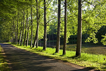 Tree lined avenue near St Leon sur Vezere in the Perigord Noir region of France