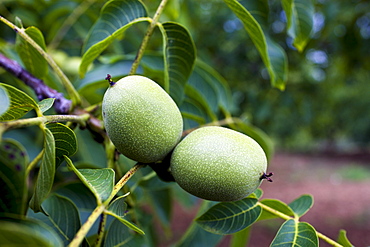 Walnuts on walnut tree, Nux Gallica, near St Amand de Coly, Perigord region, Dordogne, France