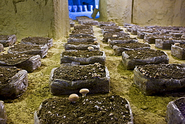 Champignon de Paris mushrooms, Psalliota Hortensis, growing in former troglodyte cave in the Loire Valley, France