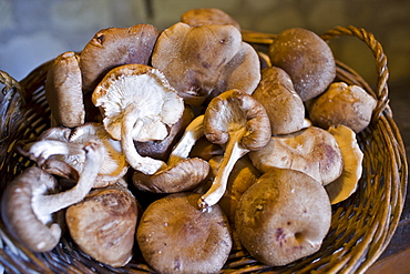 Basket of shitake mushrooms in former troglodyte cave at Le Saut aux Loups, Loire Valley, France