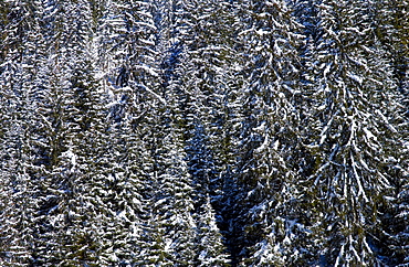 Conifer trees at Klosters - Amongst the Silvretta group of the Swiss Alps.