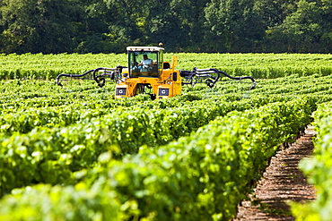 Man at work with vine tractor crop-spraying vines in a vineyard at Parnay, Loire Valley, France