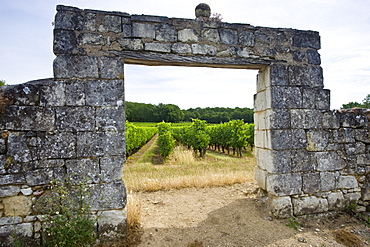 The vines of Saumur Champigny through an old stone archway, Loire Valley, France