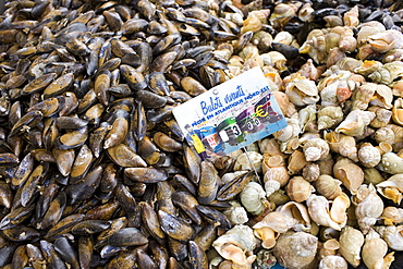 Live Mussels, bulots vivant, and whelks sea snails, on sale at farmers market in Normandy, France