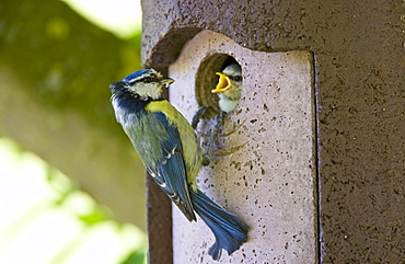 Bluetit bird feeding hungry young nestling in a garden bird box, The Cotswolds, Oxfordshire, England, United Kingdom