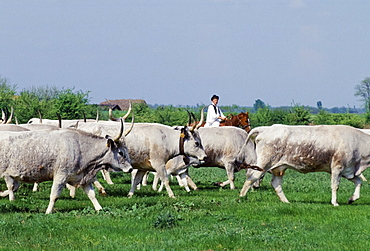 Hungarian Csikos cowboy rounding up cattle on The Great Plain of Hungary  at Bugac, Hungary