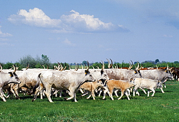 Cattle on the Great Hungarian Plain at Bugacz in Hungary