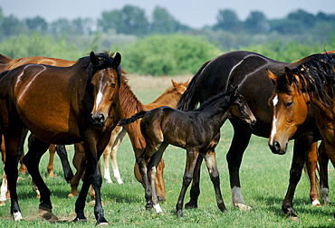 Wild horses and foals on the Great Hungarian Plain at Bugacz in Hungary