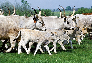 Cattle on the Great Hungarian Plain at Bugacz in Hungary