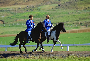 Riders doing tolt paces with Icelandic horses at Dalur, Iceland