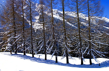 Coninfer trees at Klosters - Amongst the Silvretta group of the Swiss Alps.