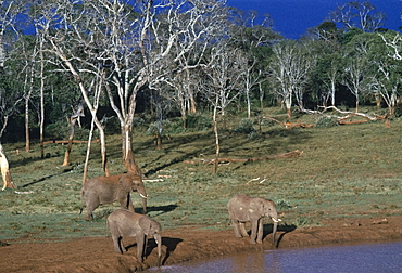 African elephants, Loxodonta Africana, drinking at water hole at Treetops in Aberdare National Park near Nyeri in Kenya, East Africa