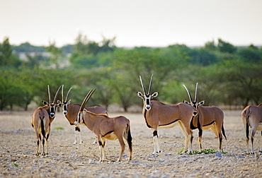 Rare Arabian Oryx, Oryx leucoryx, endangered species in Qatar, The Gulf States