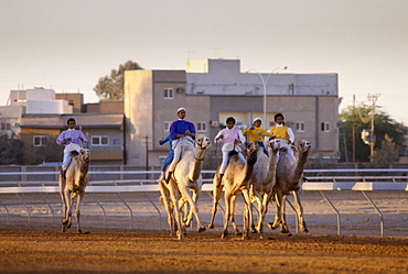 Camel racing at The Equestrian Club in Riyadh, Saudi Arabia