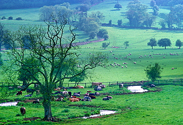 Cattle on Cotswold Farmland in Rural England, UK