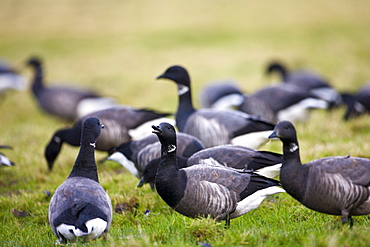 Brent geese, Branta (bernicla) bernicla, in the saltmarshes in Holkham, North Norfolk, UK