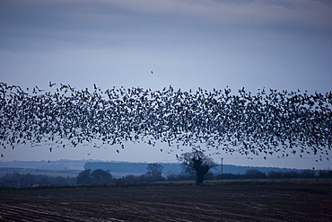 Pink-footed geese in the sky at sunset over Holkham saltmarshes, North Norfolk, UK