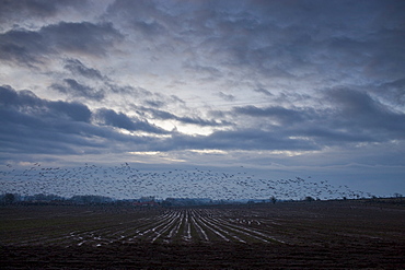 Pink-footed geese in the sky at sunset over Holkham saltmarshes, North Norfolk, UK