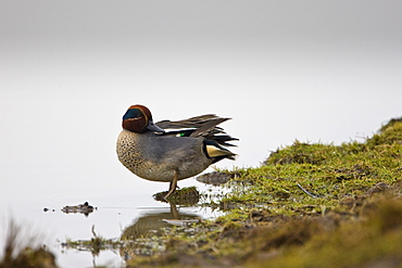 Teal Duck in pond North Norfolk, UK